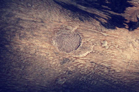 Shadow on wood backgroundの写真素材