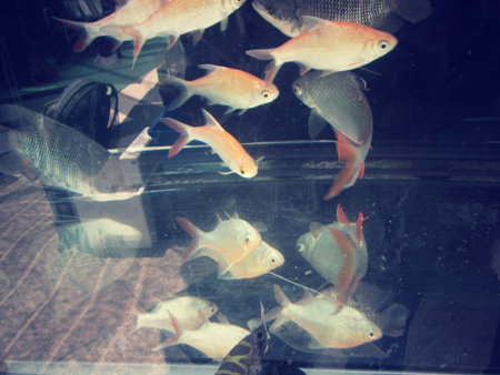 Fish with shadow