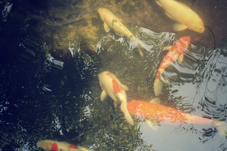 Carp in the pond with shadow treeの写真素材
