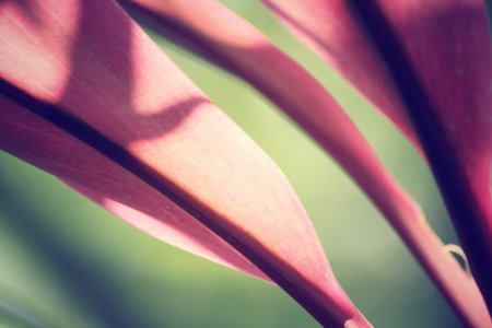 Leaves with shadowの写真素材