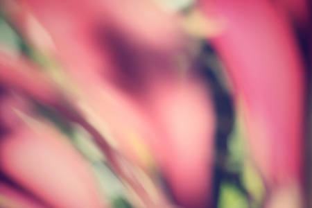 Blurred of leaves with shadowの写真素材