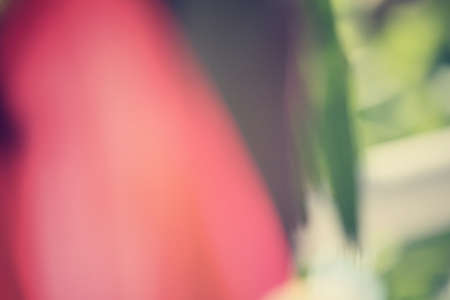 Blurred of leaves with shadowの写真素材