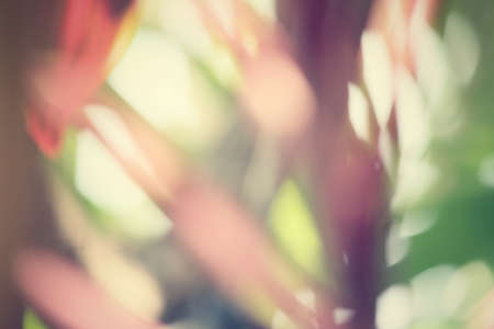 Blurred of leaves with shadowの写真素材