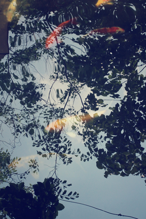 Carp in the pond with shadow treeの写真素材