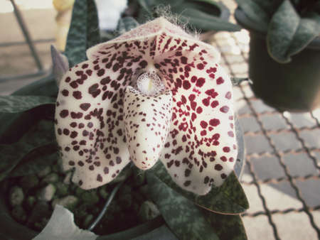 Vintage orchid flowersの写真素材
