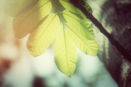 Green leaves in autumnの写真素材