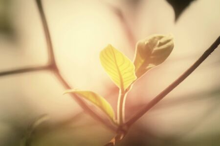 Green leaves in autumnの写真素材