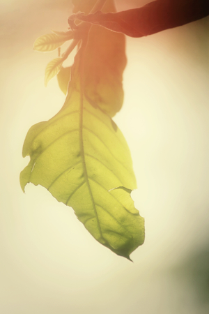 Green leaves in autumnの写真素材