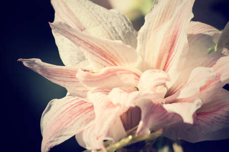 Vintage lilyの写真素材