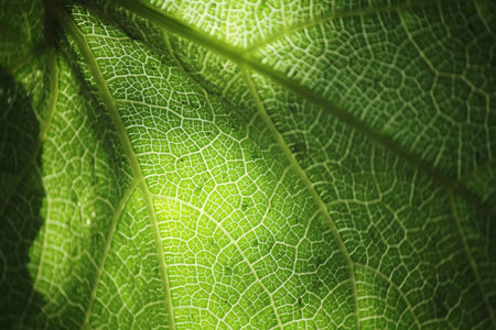 Leaves with shadow