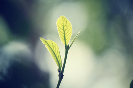 Green leaves in autumnの写真素材
