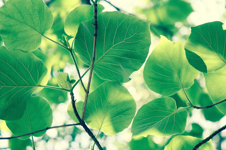 Green leaves in autumnの写真素材