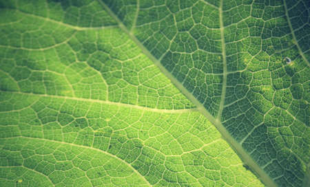 Leaves backgroundの写真素材