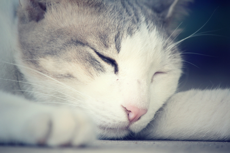 Cat sleepingの写真素材