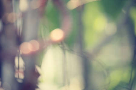 Blurred forestの写真素材