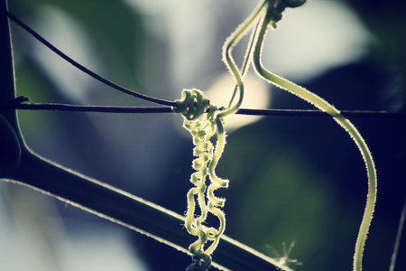 Ivy with shadowの写真素材