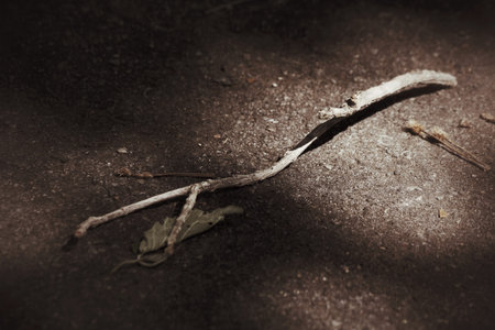 Tree branch