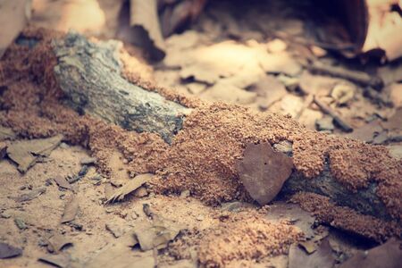 Termites nestの写真素材