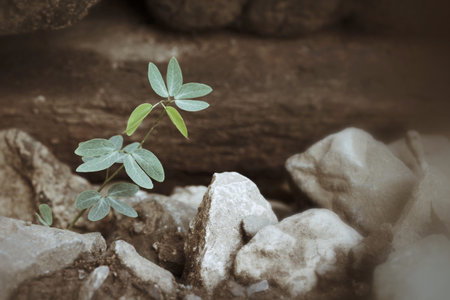 Plants on soilの写真素材