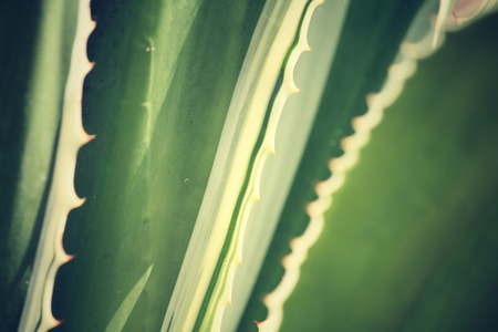 Agave plantの写真素材