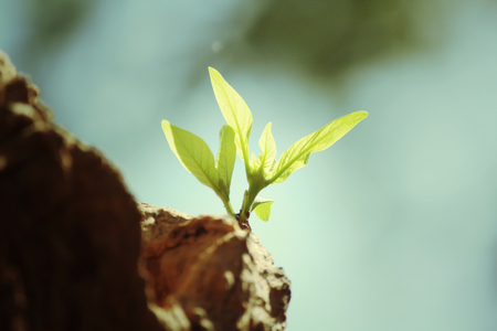 Green leaves in autumnの写真素材