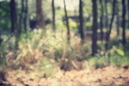 Blurred forestの写真素材