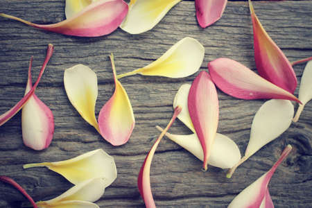 Petals frangipani flowerの写真素材
