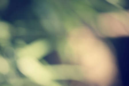 Blurred of leavesの写真素材