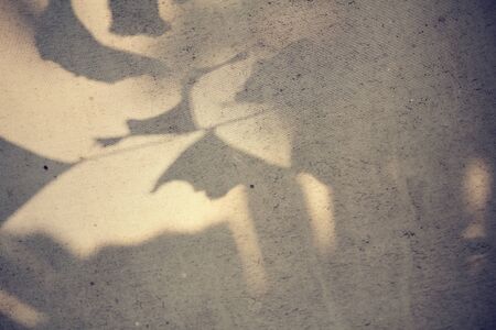 Shadow leavesの写真素材