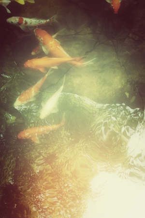 Carp fishs in the pond with shadow treeの写真素材