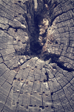 Old wood background texture