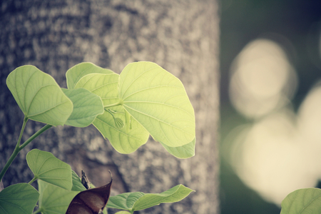 Green leaves in autumnの写真素材