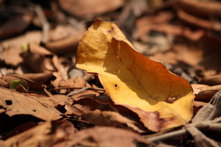 Dried leaves