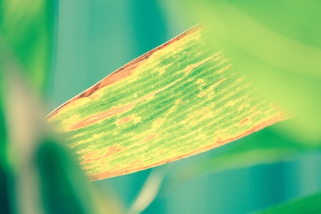 Bambooの写真素材