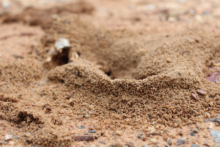 Ants nest