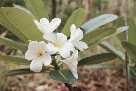 White frangipani flower on tree
