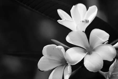 White frangipani flower on treeの写真素材