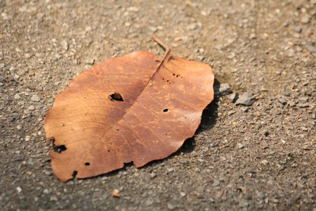 Dried leavesの写真素材