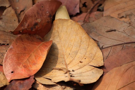 Dried leavesの写真素材