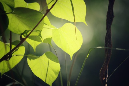 Green leaves in autumnの写真素材