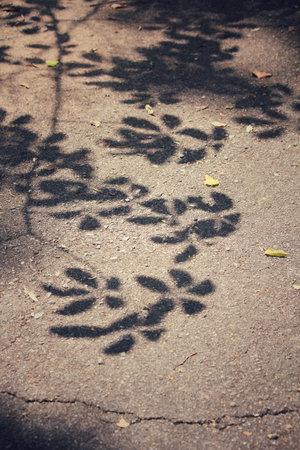 Leaves with shadow