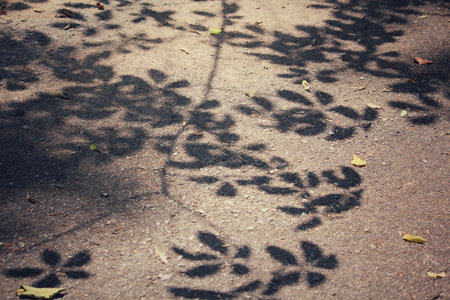 Leaves with shadow