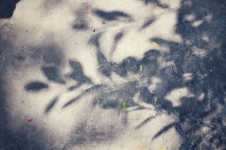 Leaves with shadowの写真素材