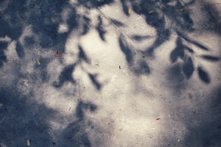 Leaves with shadowの写真素材