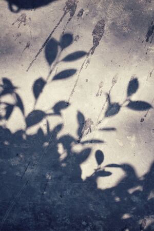 Leaves with shadowの写真素材