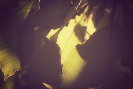 Leaves with shadow