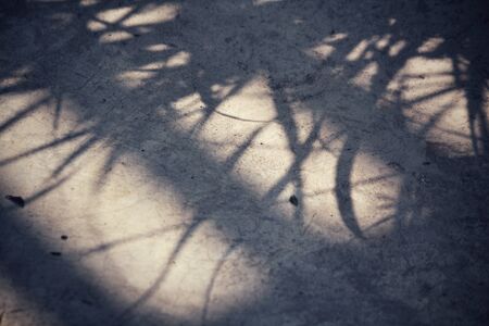 Leaves with shadowの写真素材