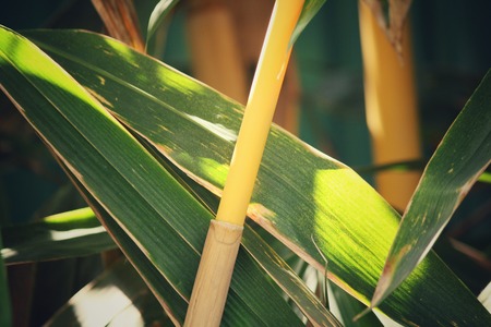 Bambooの写真素材