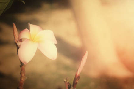 White frangipani flower on treeの写真素材