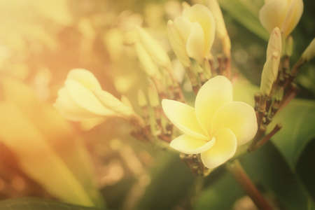 White frangipani flower on treeの写真素材